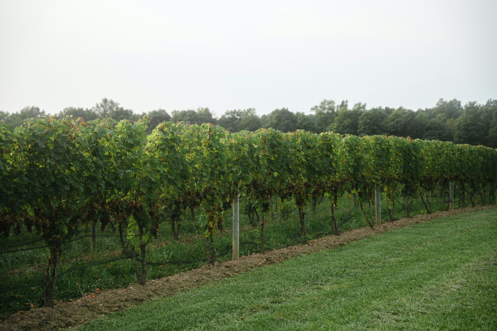 Rows of grapevines in a Finger Lakes vineyard